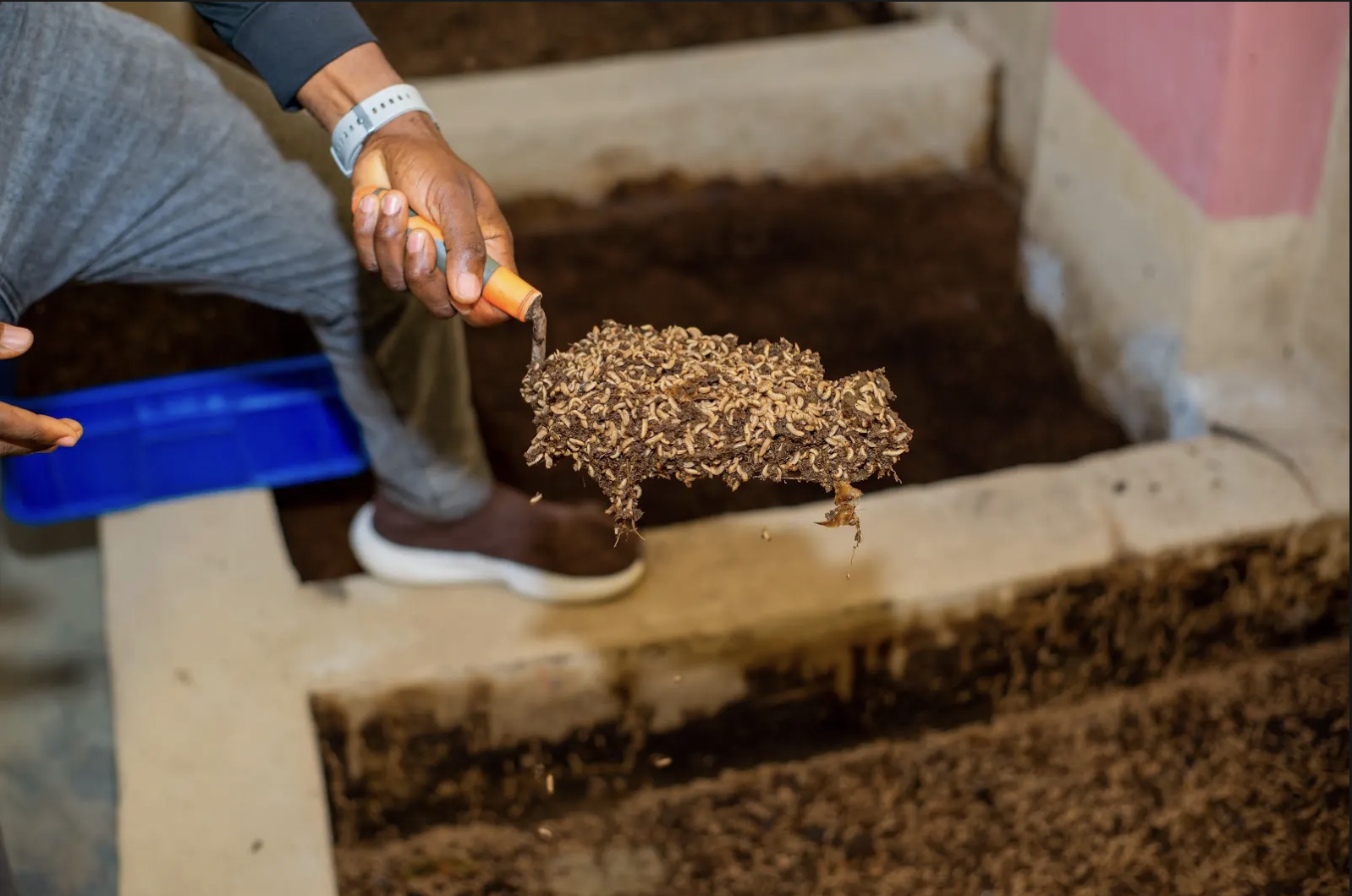 Hand adding organic material to a composting bed, an example of organic waste diversion